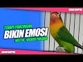 PANCINGAN JITU Banyak LOVEBIRD LANGSUNG BUNYI Dengan Suara Lovebird CENGKOK ISTIMEWA ini