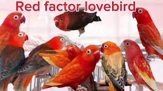 เลิฟเบิร์ด เรดแฟ็คเตอร์ หัวแดง นกแก้วหัวแดง คืออะไร ความแตกต่าง Red Factor & Red Suffusion
