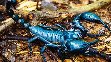 5 Most Beautiful Scorpions In The World