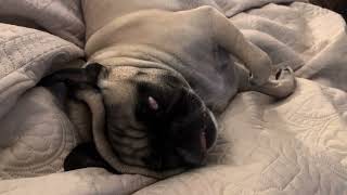 Zombie Sleeping ASMR Pug