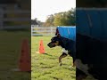 Training new pitbull on track 🐕‍🦺 #dog #dogdays #shorts #trending #doglife