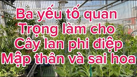 Những yếu tố quan trọng làm cho cây lan phi điệp mập thân và ra nhiều hoa