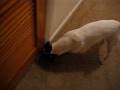 Buddy sniffing drugs Buddy sniffing drugs