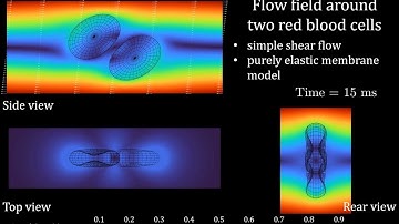 Flow field around two red blood cells in shear flow with a purely elastic membrane model