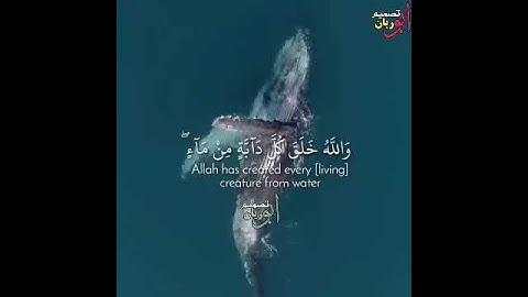 والله خلق كل دابة من ماء سورة النور
