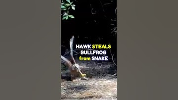 Hawk STEALS BULLFROG from Snake (Wise Eye DataCam 2 Trail Camera Video) #cameratrap
