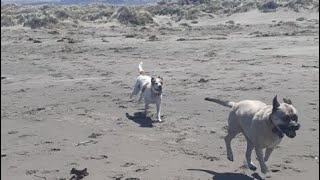 Talking dog Falcor says he wants to go to the beach!🏖️ #dog #beach