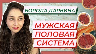 Анатомия  — Мужская половая система