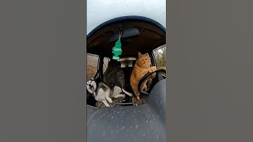 POV: Your Uber driver is a Cat 😹🚗 (Husky is scared!) #shorts