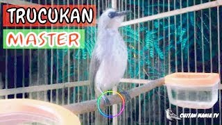 PANCING TRUCUKAN kamu PASTI ikut gacor seketika / Suara trucuk klitukan