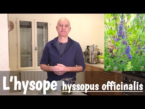 Vidéo: Hysope Médicinale