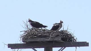 Ospreys and Bald Eagles - Behind the Scenes of our LIVE Bird and Squirrel Feeder Cam Livestream by Stuart Tingley 211 views 1 year ago 2 minutes