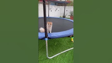 Cats, Trampoline and Artificial Grass