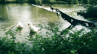 Experience Pure Calmness with Water Sounds and Geese