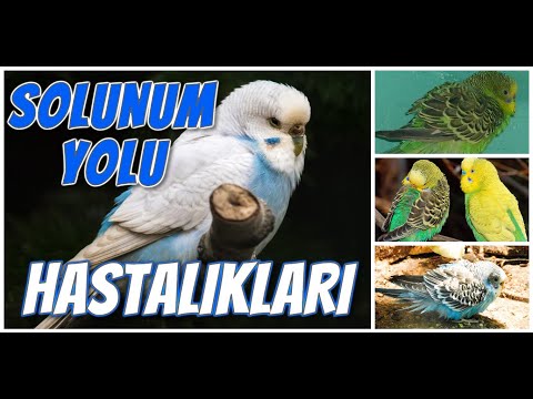 Video: Kuşlarda Solunum Yolu Enfeksiyonu