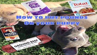 What to feed your puppies to make them gain weight