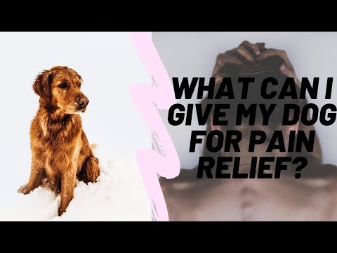 what-can-i-give-my-dog-for-pain-relief?🐶