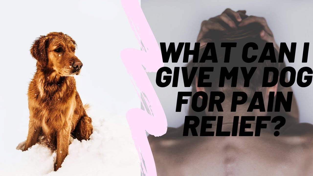 What Can I Give My Dog For Pain Relief?🐶 YouTube