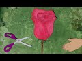 Мультфильм «Почему роза колючая» Детская студия КиноНива, 1 смена, 2023 год