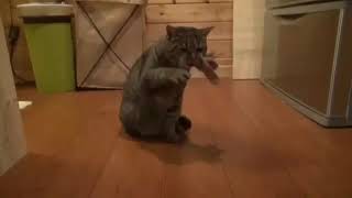 Кот играет на варгане
