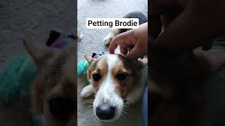 Petting Brodie