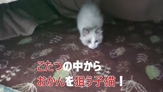 こたつの中から　おかんを狙う子猫