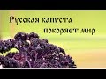 Как русская капуста весь мир покорила