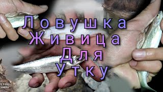 Как поймать дикую Утку с Ловушками