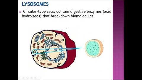 Which organelle packages materials and distributes them throughout the cell? lysosome chloroplast golgi body cell membrane
