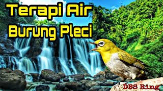 Terapi Air Burung Pleci | Terapi Air untuk Pleci Macet Bunyi | Zosterops Water Therapy