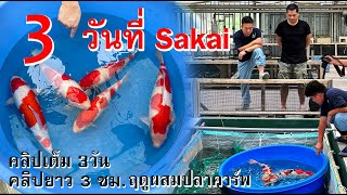 3 วันที่ Sakai ในฤดูเพาะพันธุ์ปลาคาร์พระดับโลก ที่ประเทศญี่ปุ่น