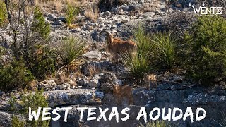 Free Range Aoudad Hunt! Carson Wentz and Zach Wentz chase aoudad in West Texas.