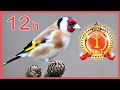 The Goldfinch 12h Training Song