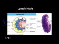 Immunology primary and secondary lymphoid tissue