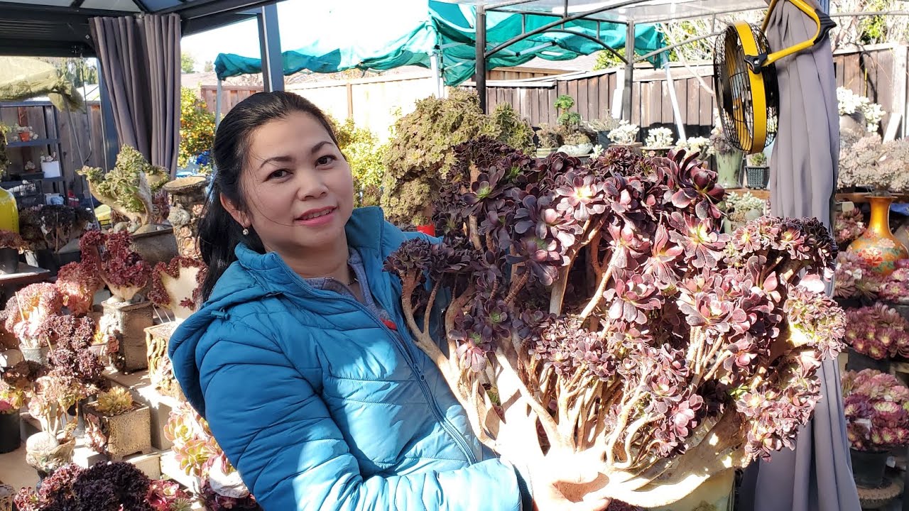 SEN ĐÁ BÁN GIẢM GIÁ ĐẶT BIỆT CAM ƠN 📲 408 834 5979 SUCCULENT ON-SALE 03.04.2026 LIÊNCHINH #AEONIUM 