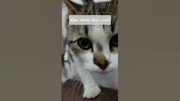 شفت نمله عامله عمله Ihavethisthingwithplants 