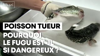 Fugu : les secrets du poisson tueur japonais