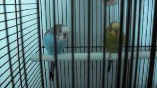 My Budgies