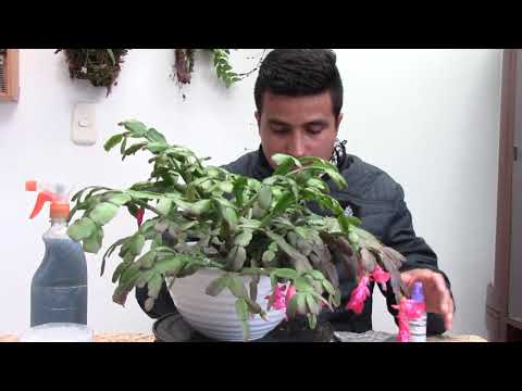 Video: Mundo De Las Plantas