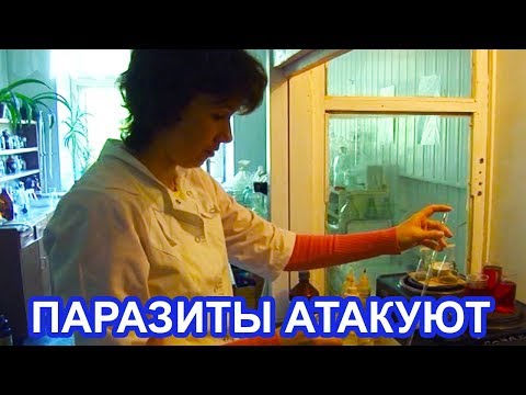 Видео: в Чистопольском районе участились случаи заражения паразитами