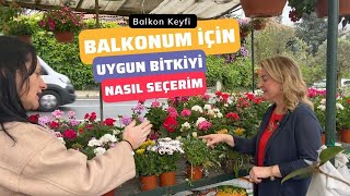 Balkonum için Uygun Bitkiyi Nasıl Seçerim?