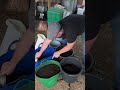 Planting potatoes in containers #selfsufficiency #gardening #homesteading #costofliving
