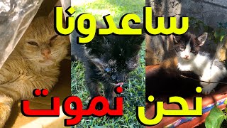 أنقذهم القطط تحتاج مساعدتكم كل يوم تموت ارحمهم يرحمكم الله في شهر رمضان