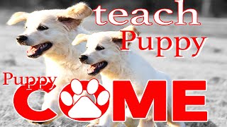 Teach Your Puppy to Come  Puppy Recall Using Prey Drive  Puppy Training