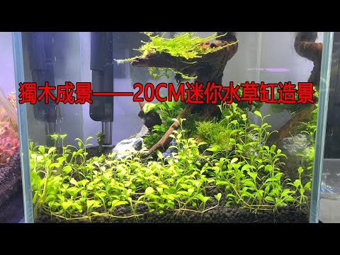 獨木成景 入門養水草 cm超小型迷你水草缸也能造景 Single Wood Landscape Making cm Mini Aquarium Youtube