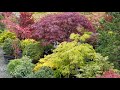 Japanese maples in containers with spring color - Amazing Maples & Crazy Conifers