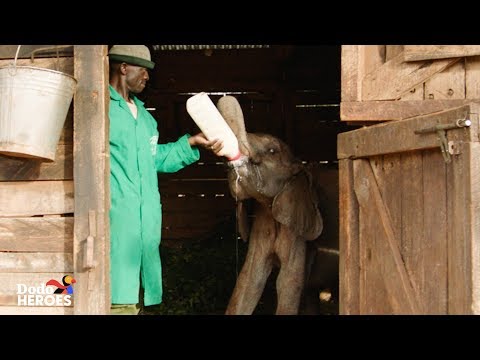 Videó: Pet Scoop: Elefántok megnyugtató barátok a szomorúságban, egy másik olimpiai megmentő kiskutya