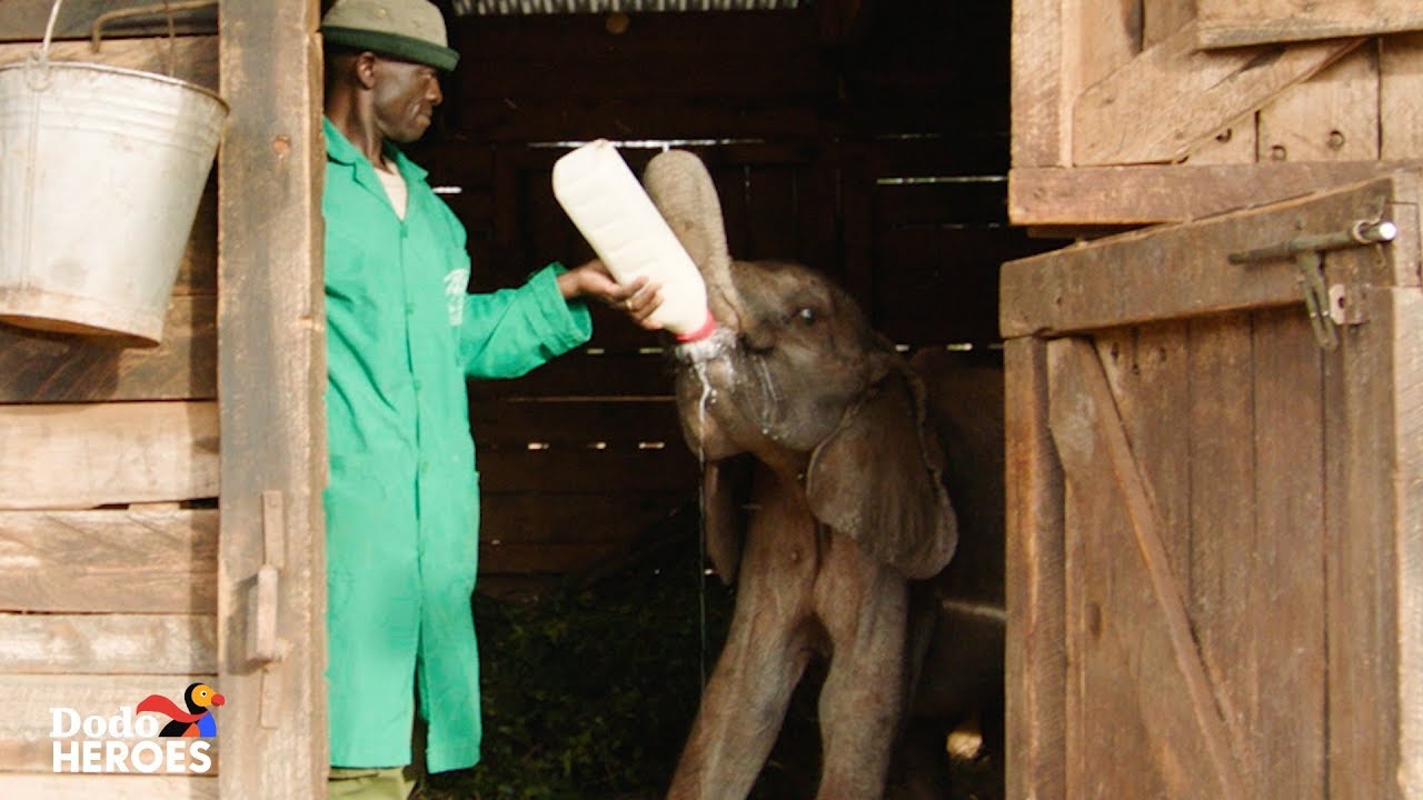 ⁣Baby Elephant Orphan is Raised by the Best Human Friends | The Dodo Heroes Season 2