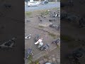street pigeons