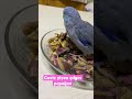 Ceviz düşkünü mavişimiz. My forpus parrot is eating walnet .